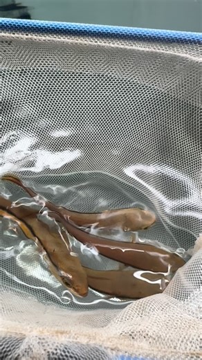 Adithya Aquarium & Pets, Near RM colony 7th cross, Dindigul. on Instagram: "#channamicropeltes"