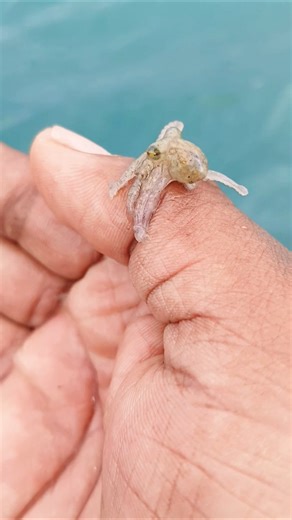 A Strange Guest Found On The Beach​#Octopus #BabyOctopus #MarineLife #SeaCreatures #Nature