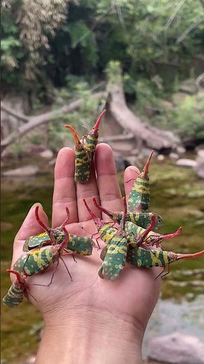 Close up of a swarm of lantern bugs on a hand
