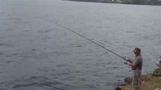 20K views · 212 reactions | @destacar Gray triggerfish Balistes capriscus | Sousa Jose | Facebook