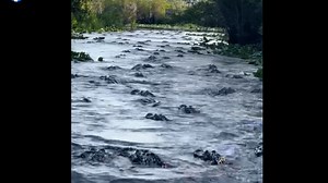 ‘There’s gators everywhere.’ Mass alligator gathering investigated in Georgia canal