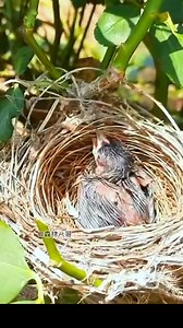 Red-whiskered Bulbul (红耳鹎) feeds the young. The red-whiskered bulbul, or crested bulbul, is a passerine bird native to Asia. It has a tall pointed black crest, red face patch and thin black moustachial line. ❤️❤️❤️ #China #nature #birds #wildlife #travel #peace #beauty #beautiful #love | Lin hillside
