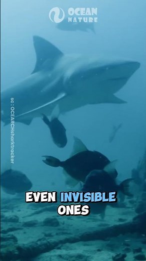 Electroreception | The Hidden Superpower of Sharks and Rays! ⚡🐟