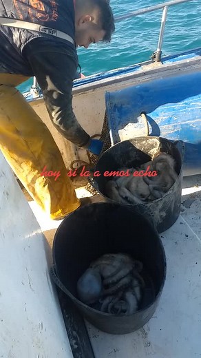 Handling Octopuses on a Boat: A Unique Experience