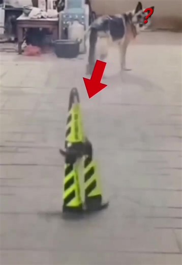 Adult German Shepherd Shows Off Agility Skills