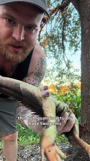 Iguanas, like many snakes and lizards, have two penises. This is also known as a hemipenes. This unique attribute enables iguanas to compete in gene pool in a mate-ball with other iguanas involved. The hemipenes increases chances for fertility. #conservation #florida #iguana #sustainable #biology