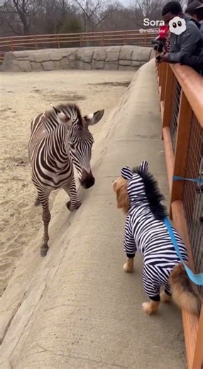 This zebra did a double-take… and the crowd LOST it 😂🦓🐶