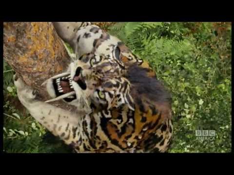 Sabre-toothed tiger attack - Primeval - BBC America