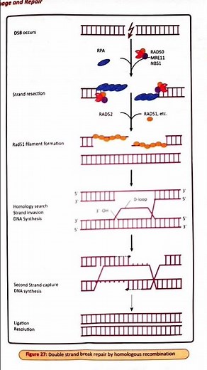 Double strand dna break repair by homologous recombination