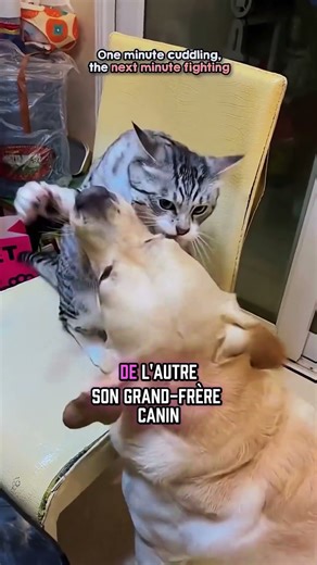 Chat VS Chien : Le combat du siècle ! 🤣 #shorts