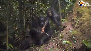303K views · 6.5K reactions | This is the first time a chimp mom has ever been seen teaching her kid how to use a tool  | The Dodo | Facebook