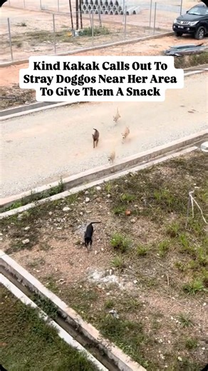 18K views · 10K reactions | Snack time is the best time, look at how happy they are  They deserve all the snacks 領 Video via: cikbunga0101 (TikTok) . . . #myforeverdoggo #dogsofmalaysia #adoptdontshop #bekindtoanimals #loveallbeings | My Forever Doggo | Facebook