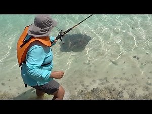 Stingray chases fisherman