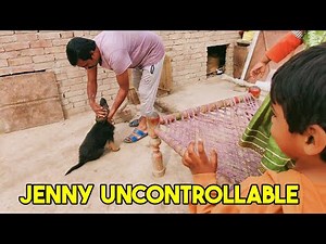 Jenny German shepherd Time to out ❣️