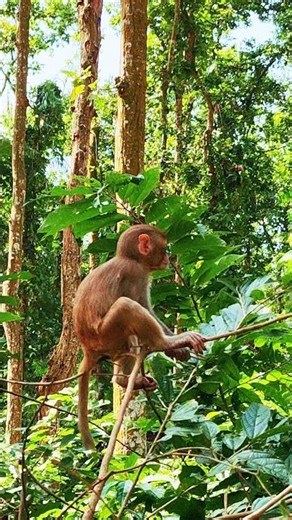 A Little Baby Monkey Playing While Sitting on a Tree Branch 🐒🌿