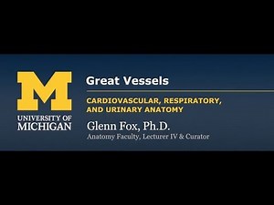 Cardiovascular: Great Vessels