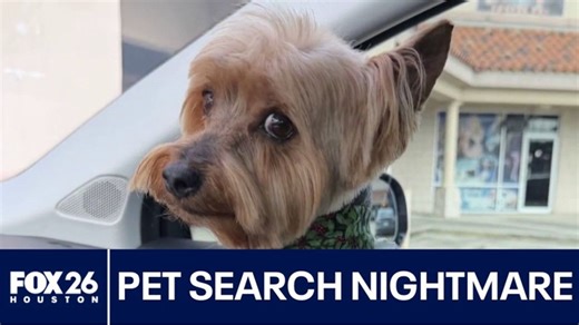 Pet search turns into scam nightmare | Haystack News