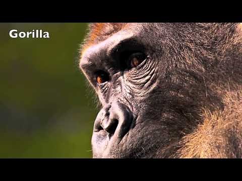 Jungle Animal Sounds for Kids