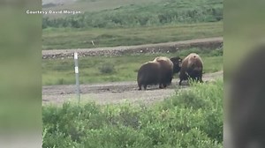 WATCH: Musk ox headbutting outside of Nome