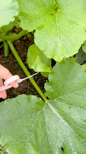 28K views · 117 reactions | ✨ Pruning my jungle-sized zucchini leaves so the little plants can finally breathe! Container gardening is all about balance ✂️ #ContainerGarden #ZucchiniGrowing #GardenGlow | Che Thompson | Facebook
