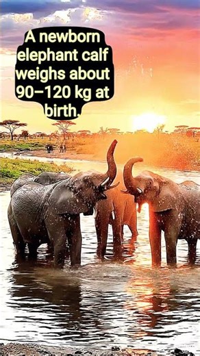 Elephants Playing in Water 🐘💦 | Fun Bath Time of Gentle Giants ‪@ManojPandeyEducator‬ #shortfeed