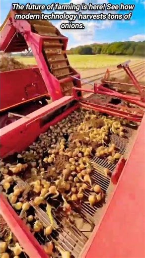 Incredible modern onion harvester machine in action.