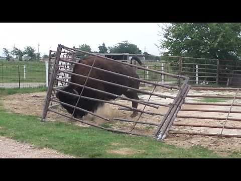 how a bison fixes a fence