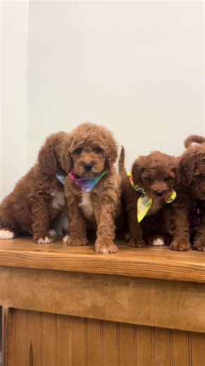 Transforming Puppies: 7 Weeks of Growth