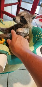 Baby raccoon Delilah sitting in the baby sit up chair and Buddy the raccoon with cerebellar hypoplasia | Little Bit Wildlife Rescue