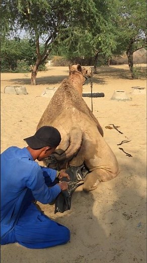 فلم يستطع الجمل أن يتحمل حرارة لشمس، فقال لصاحبه: إذا لم تسقني