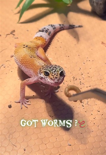 First Time Using Tongs: A Hilarious Worm Adventure