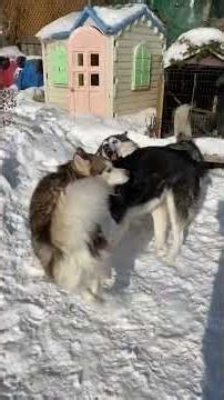 Malamute Pack Dynamics: Observing Snowy Day Hierarchy and Playful Challenges Through A Frosted Lens