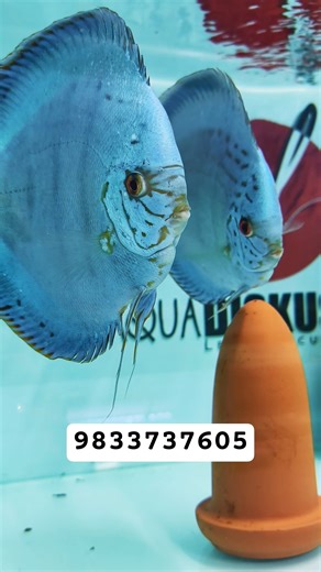 BEAUTIFUL DISCUS BREEDING PAIR#discusfish #youtubeshorts #shorts