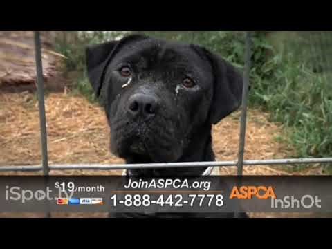 ASPCA TV Commercial Save Lives This Summer