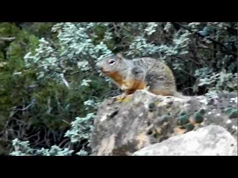 Rock Squirrel Alarm Call in Zion National Park