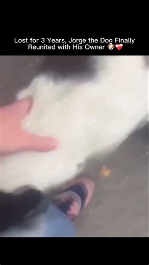 Lost for 3 Years, Jorge the Dog Finally Reunited with His Owner 🐶❤️