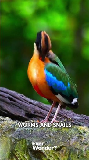 RAINBOW BIRD THAT LIVES IN DARK PLACES 🌟🦜#funfacts #uniquefacts #facts #birds