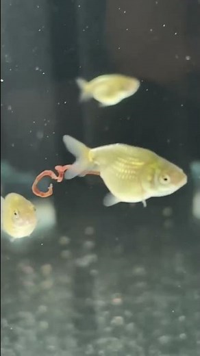 Do my goldfish have PARASITES?