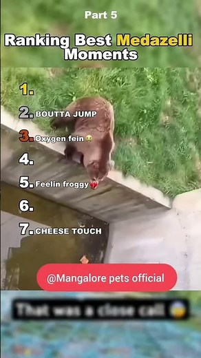 Animal funniest compilation of 2026 🦍🐻#animallovers