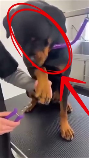 The World’s Most Dramatic Dog 💀🐾