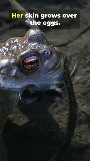 The WORST Birth in Nature? 🐸🤢 (Trypophobia Warning)