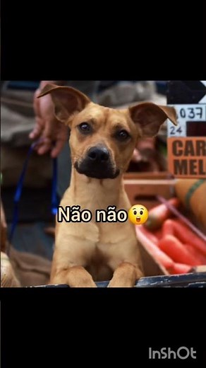 Pai eu fiz uma tatoo Caramelo remake #cachorros #humor #memes #engraçado