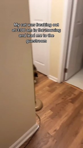 This is creepy 😰 #catsoftiktok #paranormal #unexplained