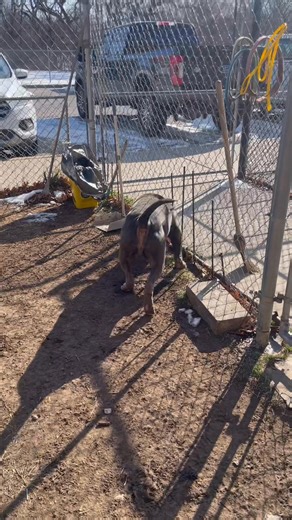 🚨 Johnny is AT RISK! He needs out TODAY 2/1 by 6pm. He’s a gorgeous, huge teddy bear! Come save this hunk! 🧸❤️ it’s a great day to save a life! Johnny would be best placed as the only dog! 🚨 ‼️NEW INFORMATION: Johnny is best placed as the ONLY PET ‼️ 📍Tulsa Animal Services – 3031 N Erie Ave, Tulsa, OK ⏰ Open daily 2–6 PM (closed 2nd Wed each month) 🫶 GO IN PERSON ❤️ No appointment needed 🐾 💵 Adoption fees WAIVEDe | Friends of TAS