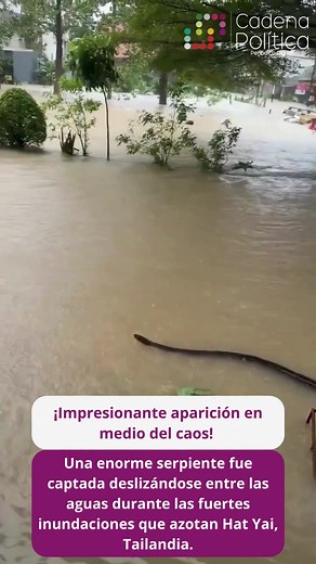 108K views · 743 reactions |  Serpiente gigante emerge entre las inundaciones  En Hat Yai, Tailandia, una enorme serpiente fue vista deslizándose entre las aguas que han cubierto gran parte de la ciudad debido a las intensas inundaciones. La imagen ha causado asombro y preocupación entre los habitantes. ¿La presencia de fauna silvestre hace aún más peligrosas estas emergencias? 樂 | Cadena Política | Facebook