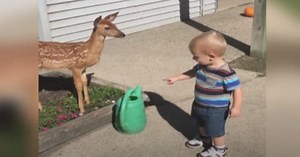 Toddler Gets More Than He Bargained For When He Befriends Deer