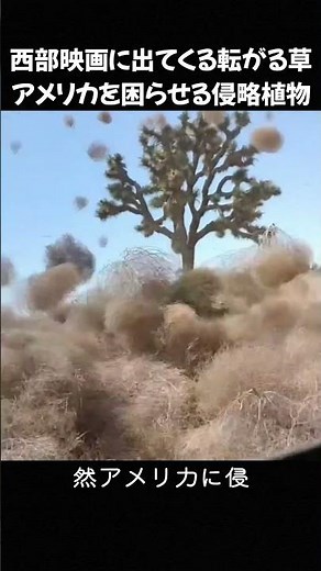 西部映画に出てくる転がる草 アメリカを困らせる侵略植物 #タンブルウィード #外来植物雑学 #西部映画 #植物知識 #海外環境問題 #侵略性植物 #自然雑学 #雑学動画
