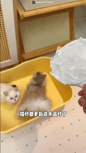 This guy ordered special sand for his cat #shortsvideo