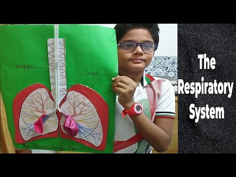 Lung Model with balloons & cardboard I Human Respiratory System Model |School Science Project