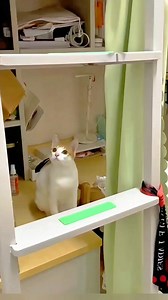 1.3K views | Funny cute cat fails #shortsreels #FunnyCats #catlover #catoftheday #animals | Pets and Animals | Facebook